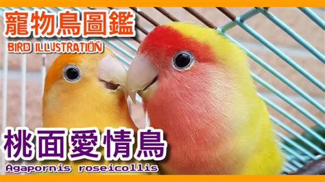 養鳥的人個性|【養鳥的人】養鳥的人暗藏什麼性格特質？揭秘與愛鳥性格的驚人。